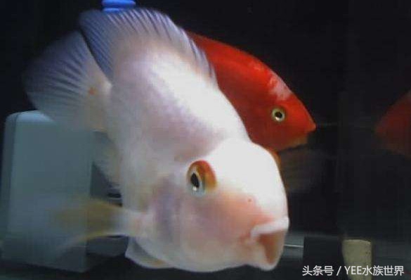 天地生化而成的精灵,一直在跟这些疾病搏斗