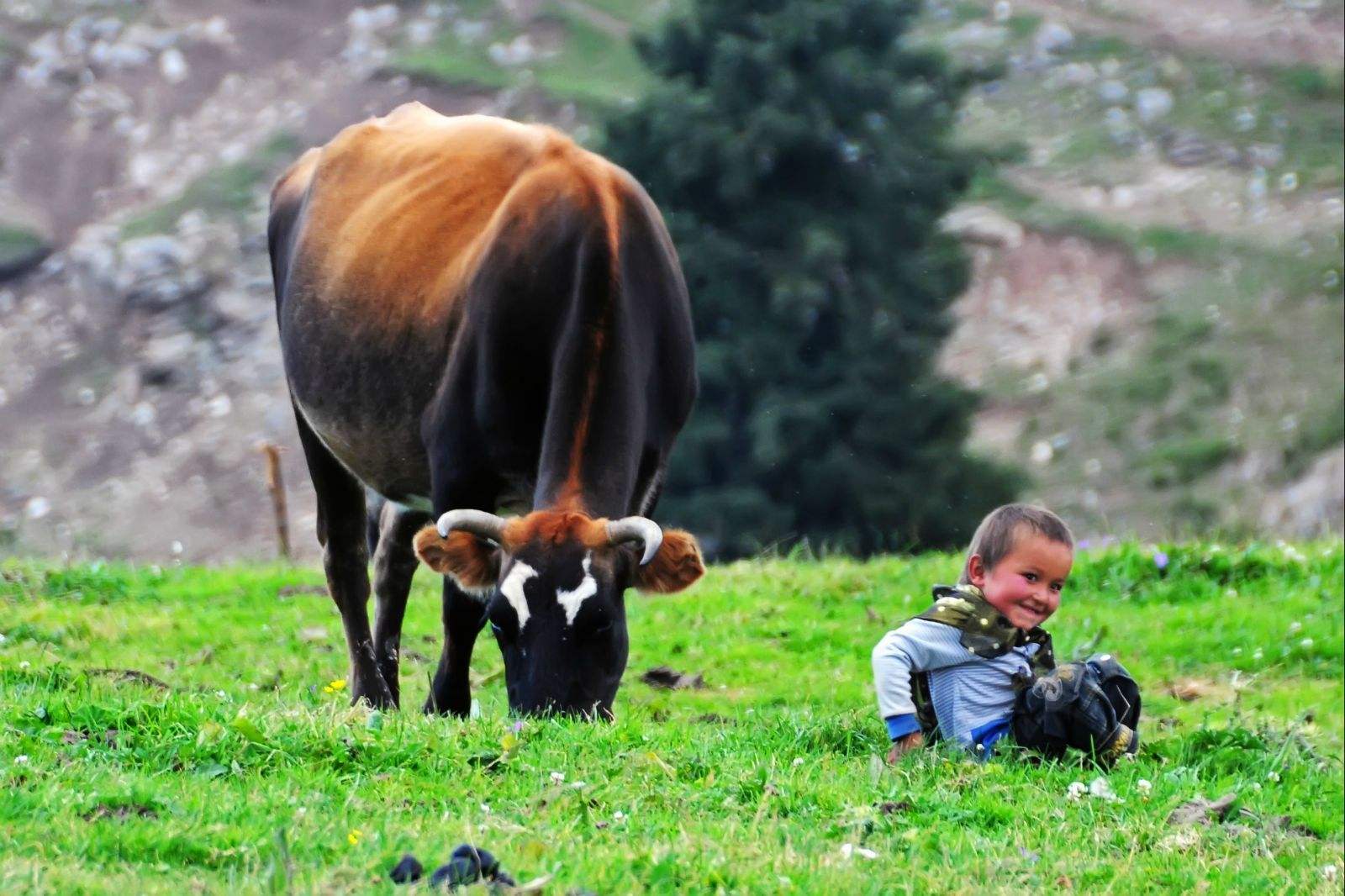 母牛胎衣不下的治疗方法,母牛胎衣不下如何科学治疗
