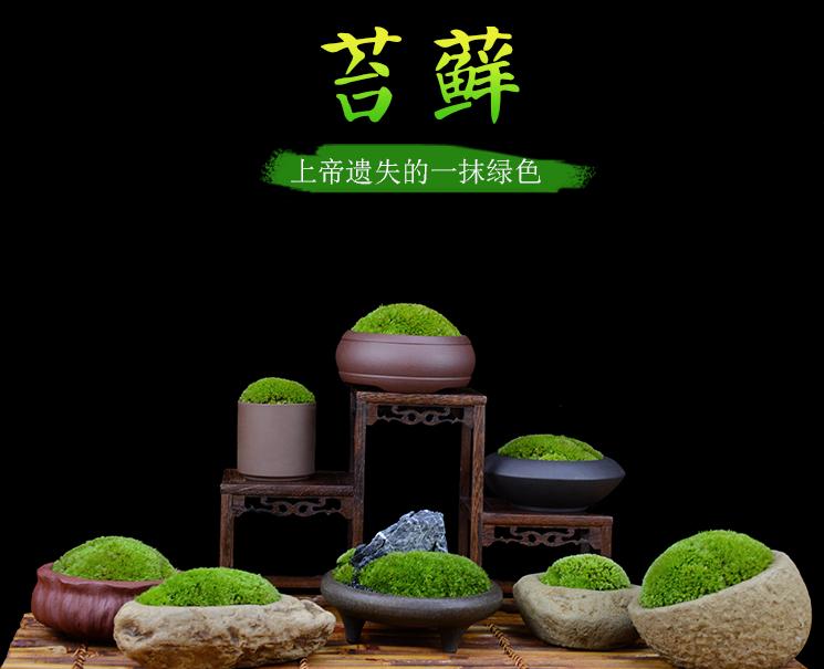 怎么种植苔藓植物视频,鱼缸里绿油油苔藓怎么养