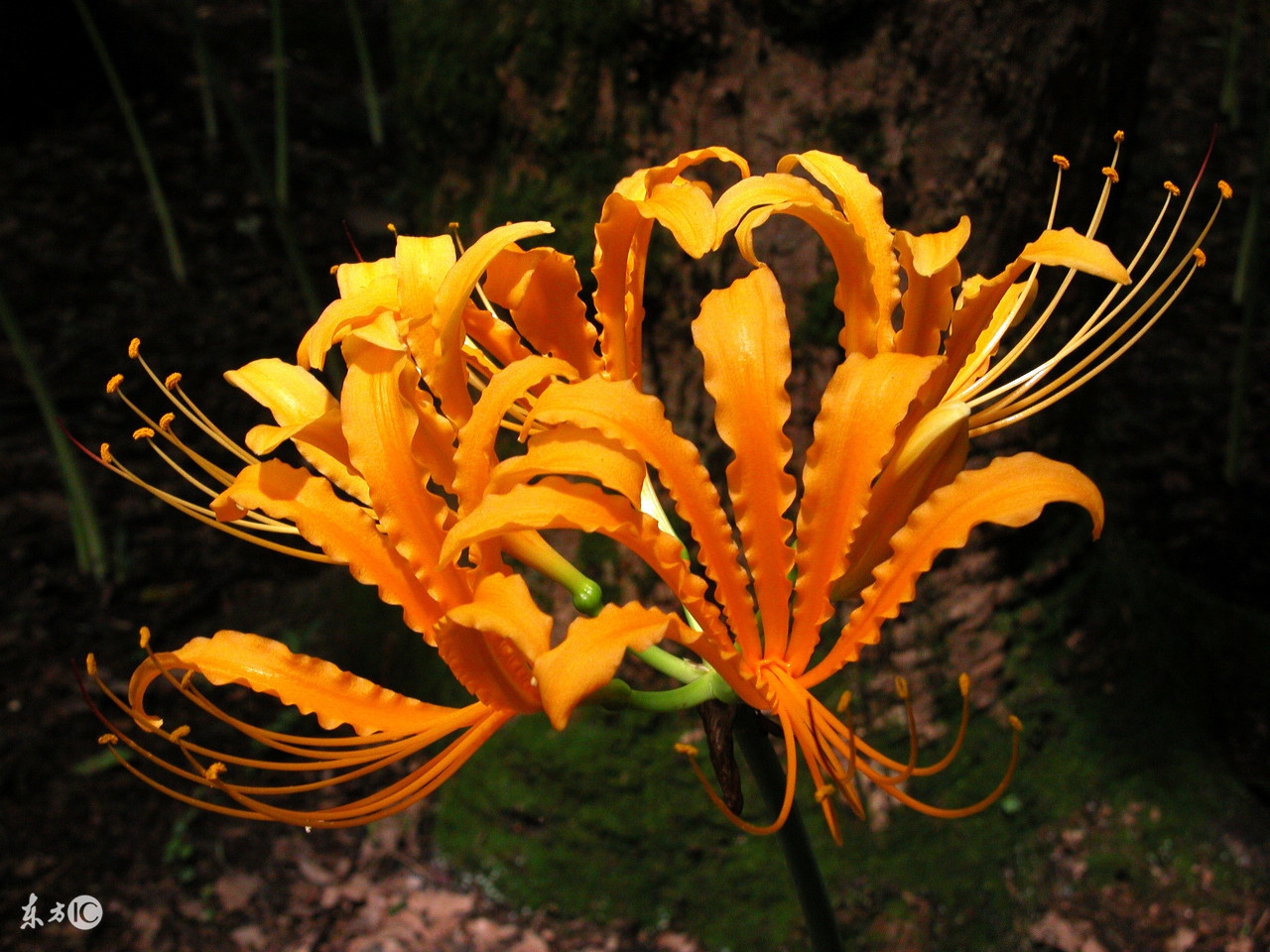 梦见蛇:要交好运,生活会丰裕,蛇年之人快来接福吧!