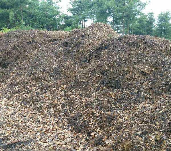 养花需要重视细节,不会养花花儿却生长得很好