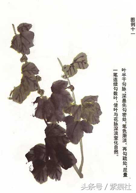 国画中球形菊花怎么画好看,名家画菊花的简单画法