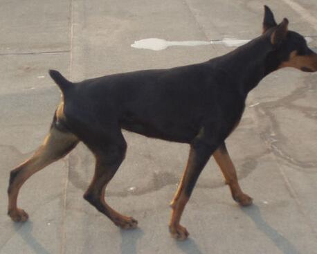 杜宾犬皮肤病有哪些,杜宾犬得了皮肤病能晒太阳吗