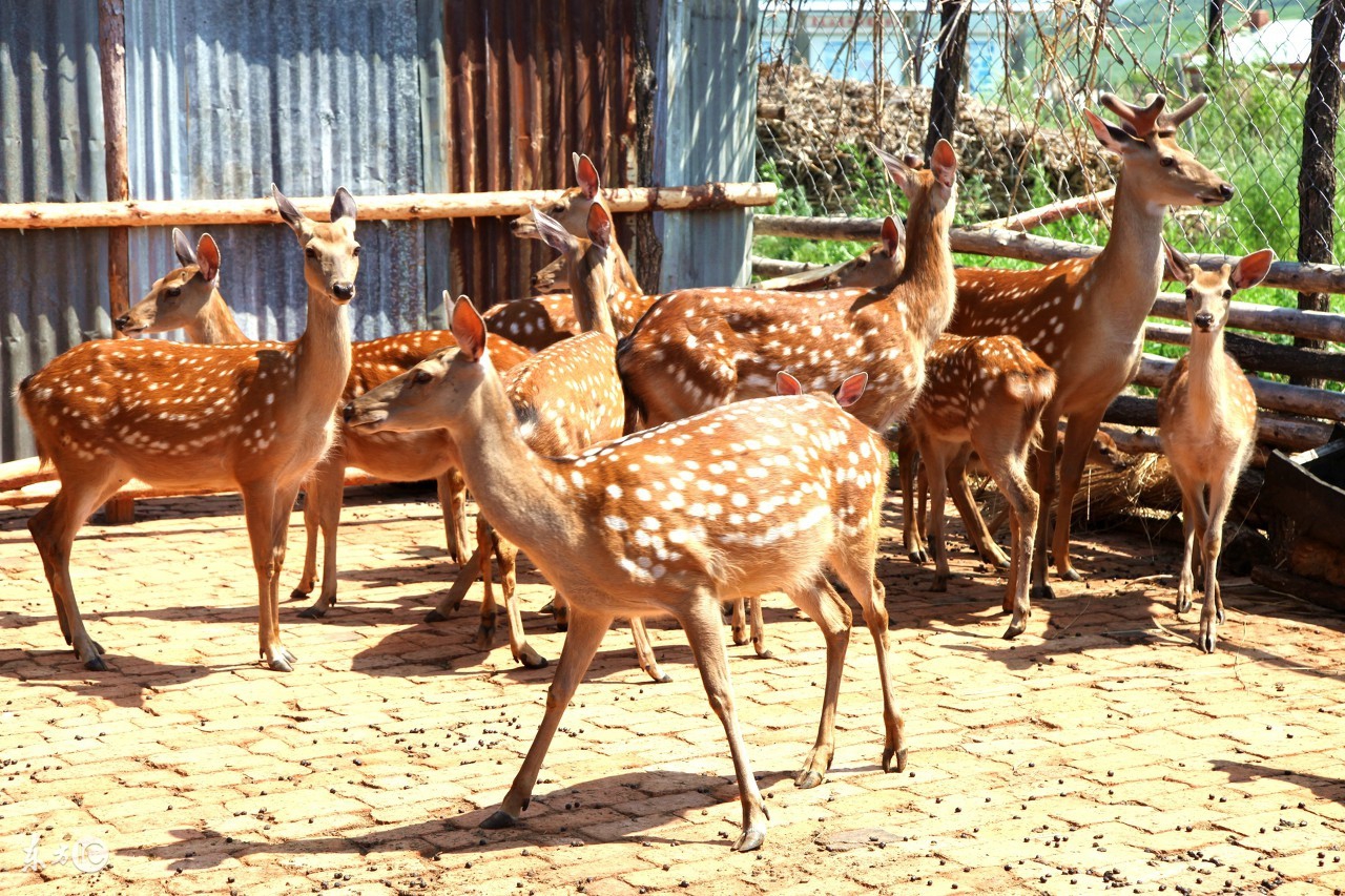 为什么现在城里人喜欢吃野菜,为什么现代人吃野生动物不易得病