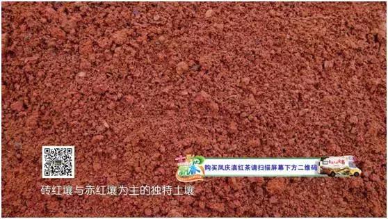 七彩飘香云南芒市,正宗凤庆滇红之明前金丝滇红