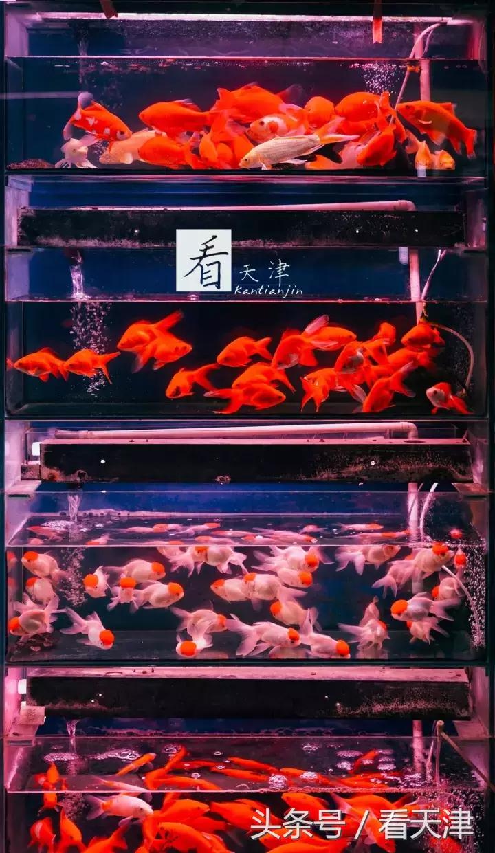 天津宝鸡道花鸟鱼虫市场鹦鹉全吗,天津市宝鸡道花鸟鱼虫市场文玩