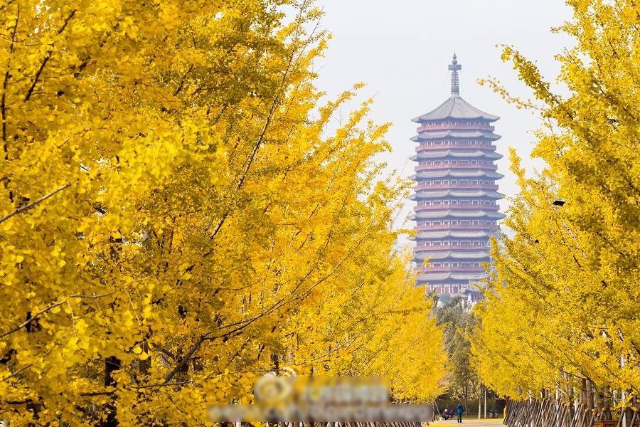 京城赏秋打卡胜地,京城赏荷最佳路线图