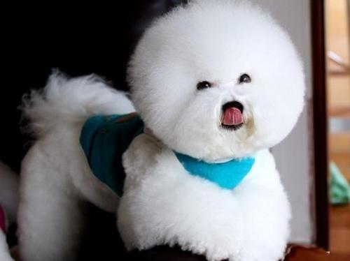 网上买的二哈是真的吗,网上500元二哈