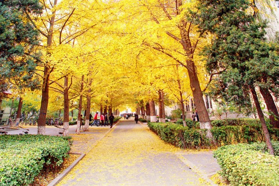 京城赏荷地图高清版,京城赏玉兰最全地图