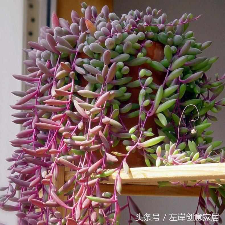 电脑旁摆放多肉植物可以“防辐射”完全是一个“传说”