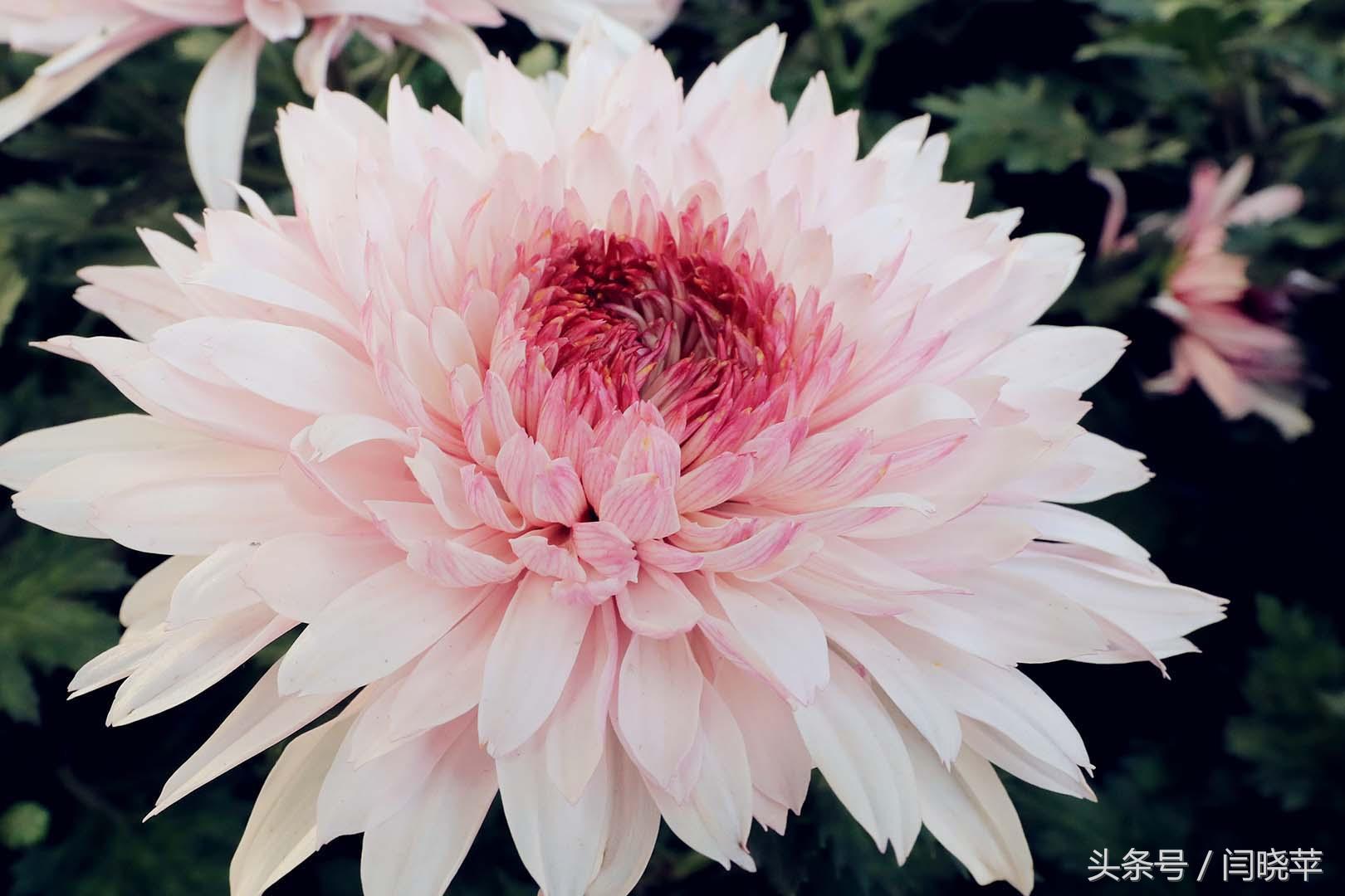 悠然菊影从何觅？南山菊姿下龙亭