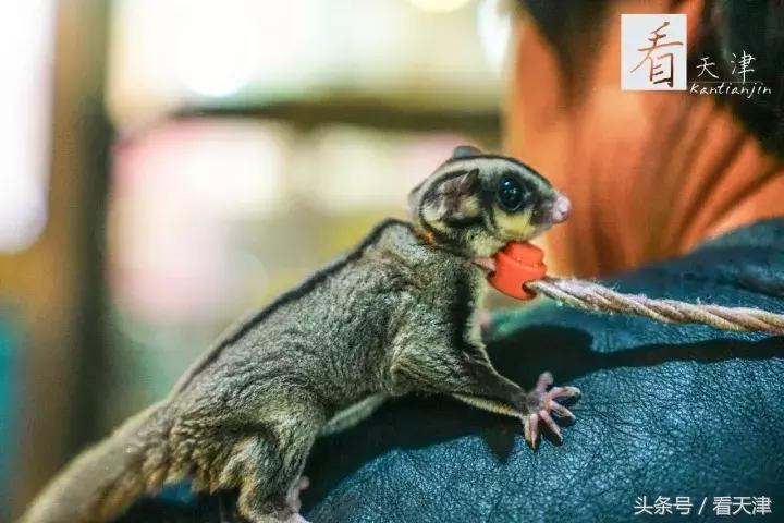 天津宝鸡道花鸟鱼虫市场鹦鹉全吗,天津市宝鸡道花鸟鱼虫市场文玩