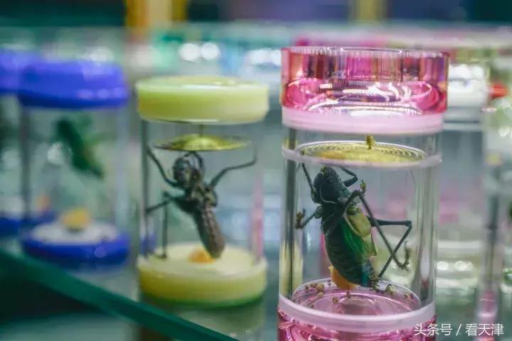 天津宝鸡道花鸟鱼虫市场鹦鹉全吗,天津市宝鸡道花鸟鱼虫市场文玩