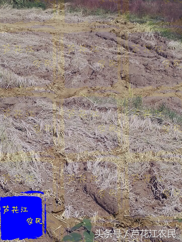 最新款福田雷沃大马力旱田车,久保田688和雷沃rg50哪个好