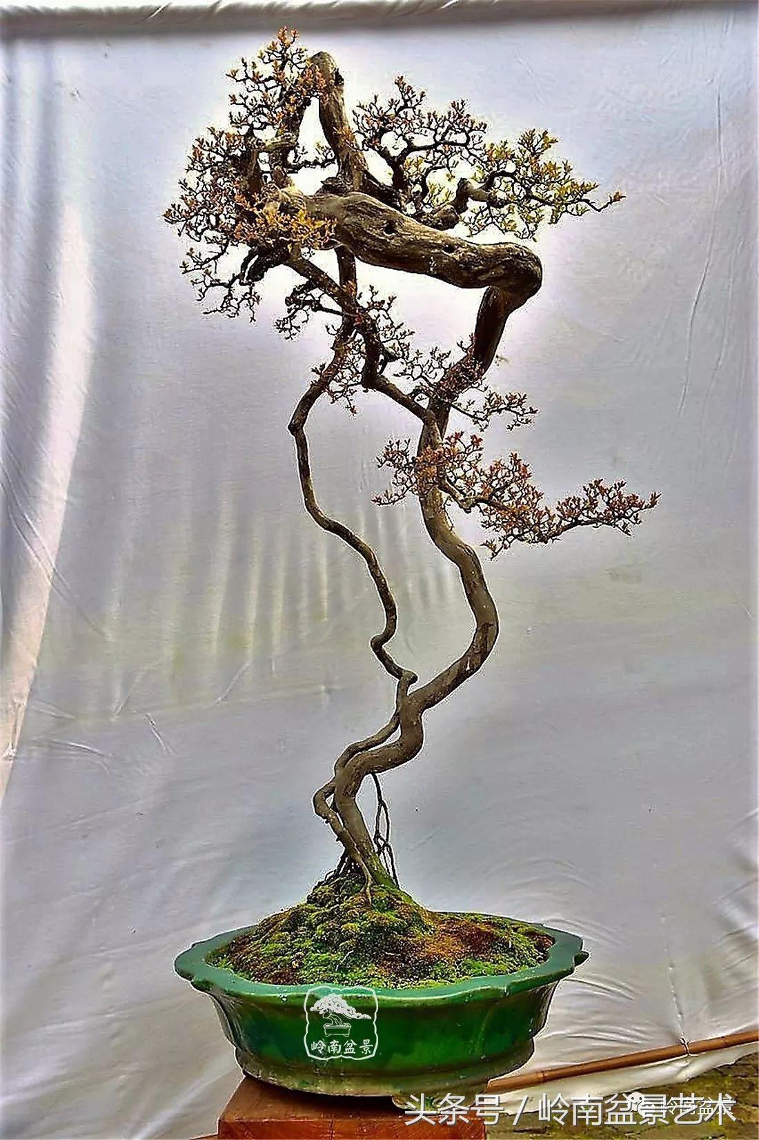 雀梅盆景100幅欣赏,珍藏雀梅盆景图片