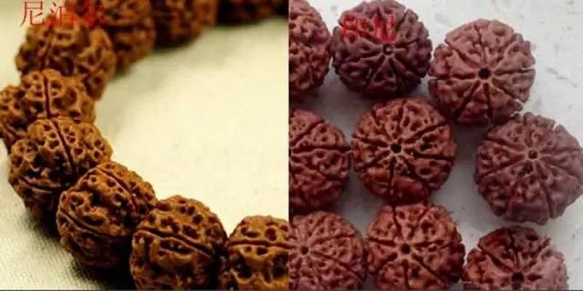 金刚菩提怎么分辨是不是落地红,金刚菩提吊坠识别真假
