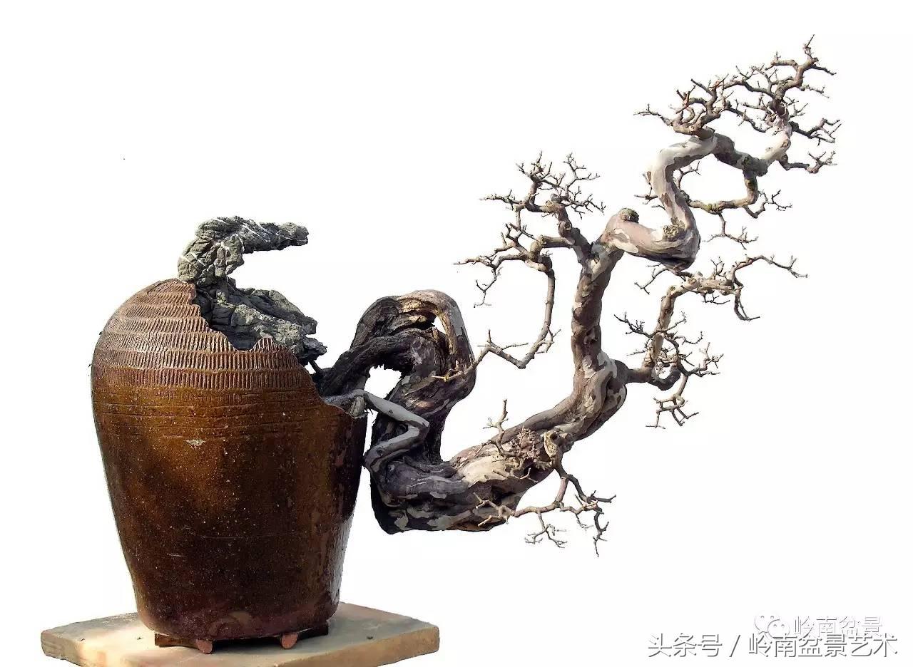 雀梅盆景100幅欣赏,珍藏雀梅盆景图片