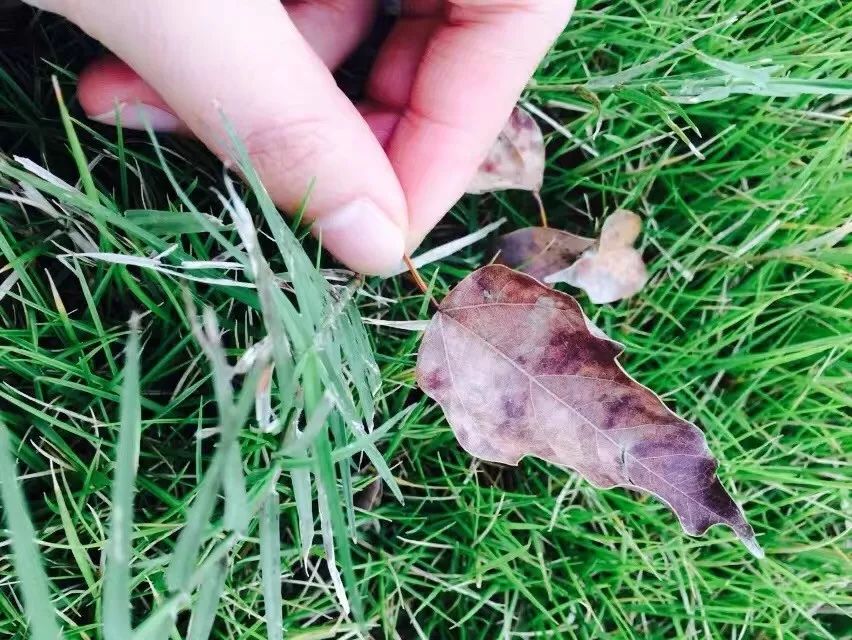 手机摄影作品也可以美不胜收,秋天手机摄影作品欣赏