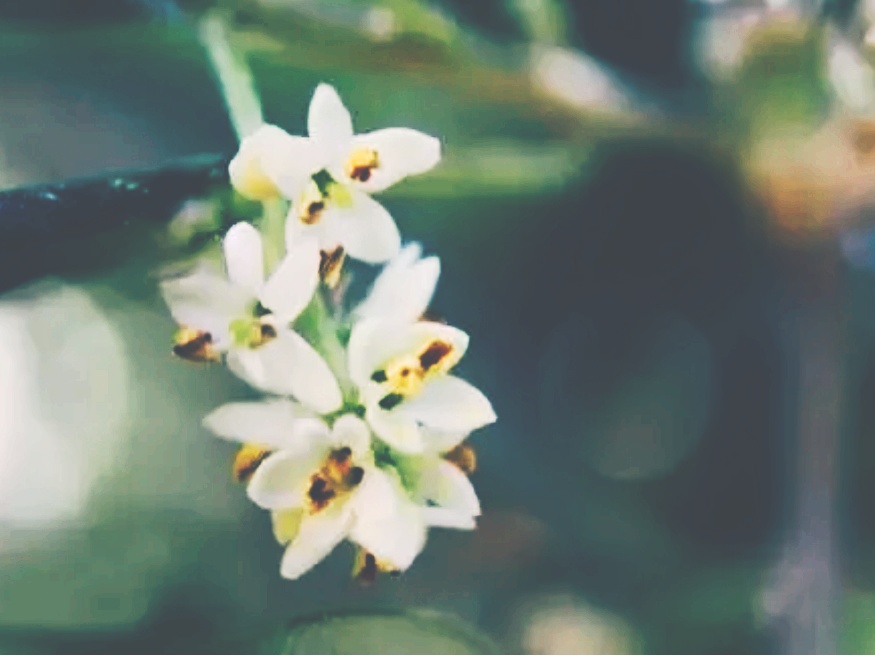 全球十大最美的国花,所有国家的国花大全