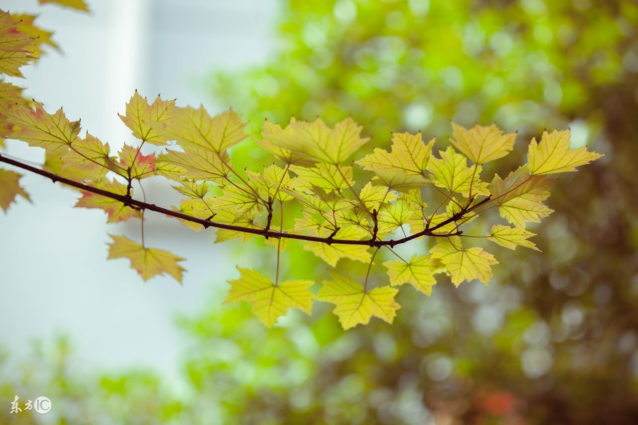 早安发圈吸引人的句子唯美带字,早安的简短唯美句子图片
