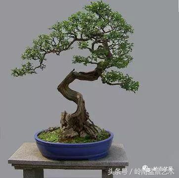 精品盆景雀梅杜鹃罗汉松,最美的100盆雀梅盆景建议收藏