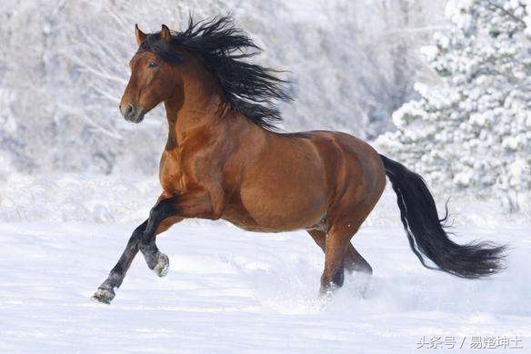 11月11日吉祥生肖,11月8日21点生肖牛的运势