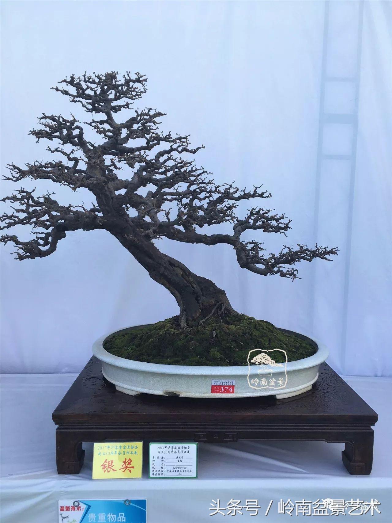 最值得收藏的六种盆景树种,十大珍贵盆景