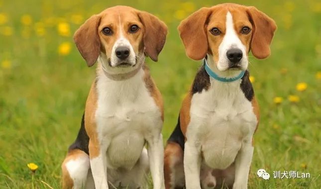 你知道自己适合养什么狗狗吗,建议养的10种小型犬比格犬