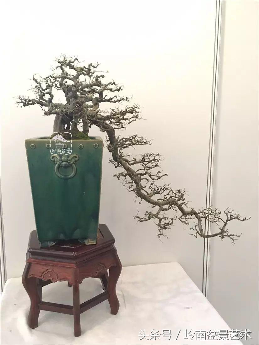 精品盆景雀梅杜鹃罗汉松,最美的100盆雀梅盆景建议收藏