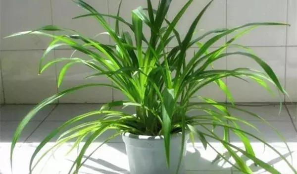 绿萝叶片不翠绿,绿萝长得很茂密