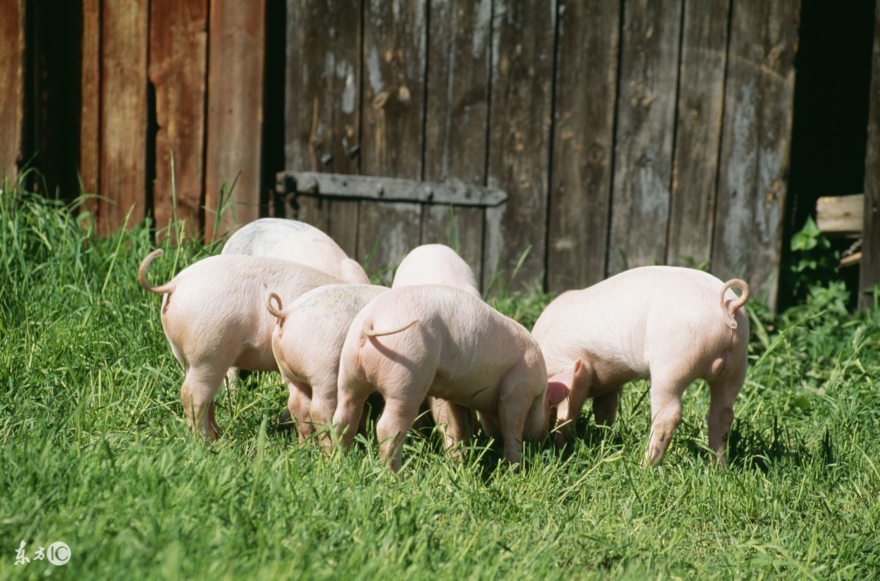 养好猪的必备方法,一分钟告诉你怎么养好猪