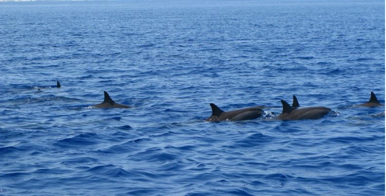 满月岛旅游攻略,满月岛和马尔代夫岛哪个好