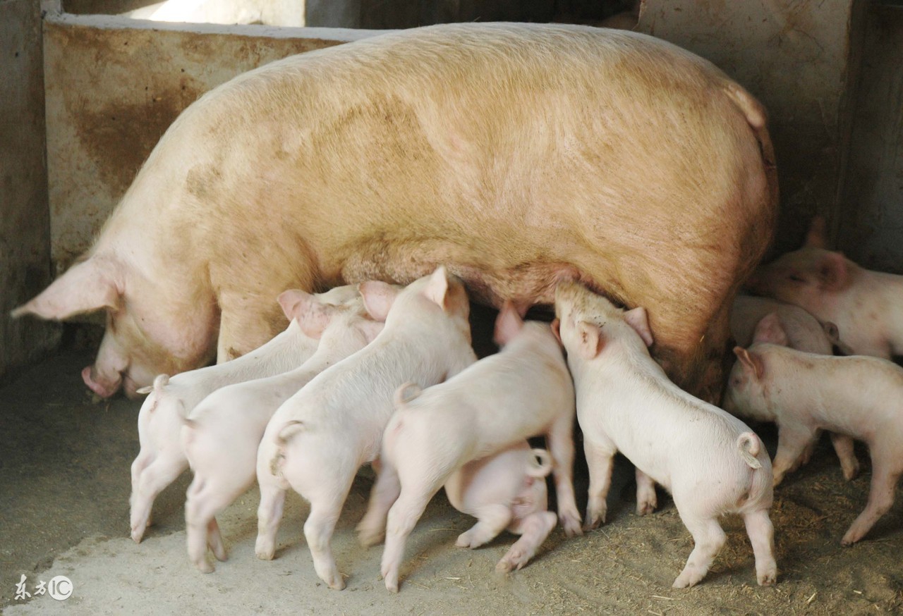 养好猪的必备方法,一分钟告诉你怎么养好猪
