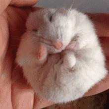 仓鼠可爱瞬间把人萌得要命,仓鼠有多可爱就有多调皮