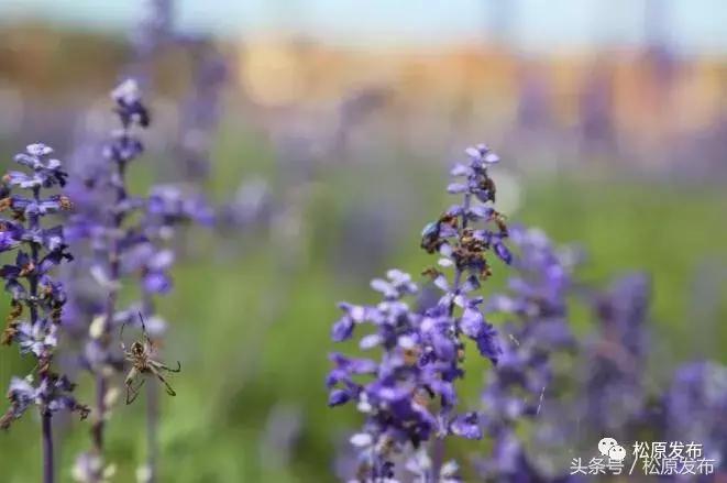 姘存竻澶╄摑,姘存竻澶╄摑鏅編