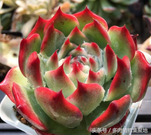 多肉植物怎么养护才能快速生根,种植多肉植物怎样顺利服盆和生根