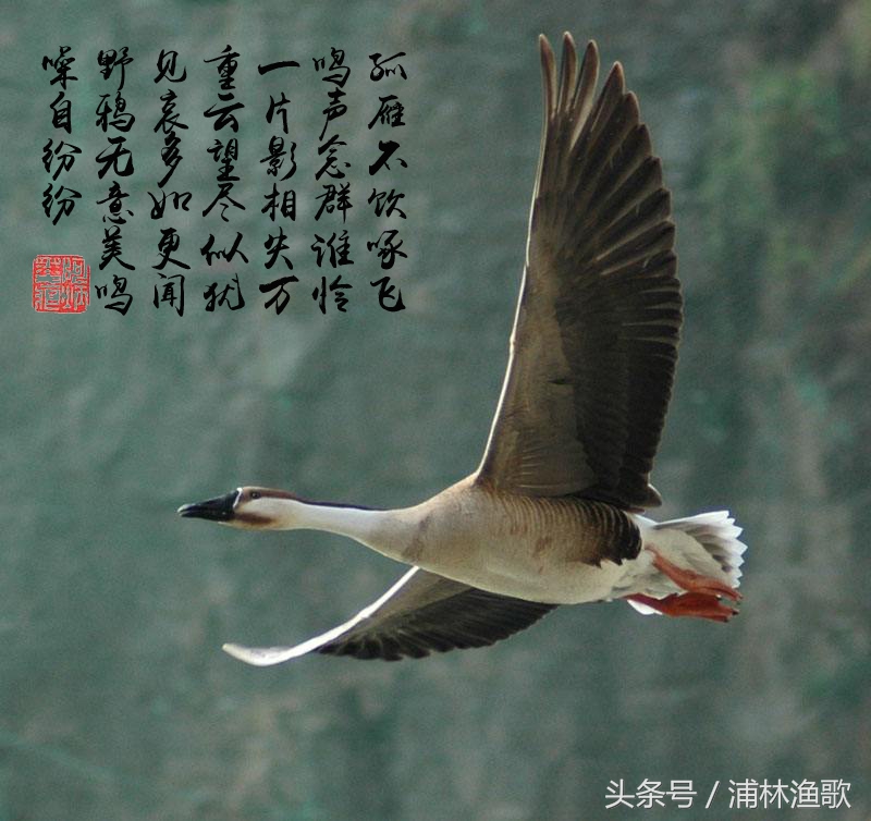 唐诗三百首中带动物诗,有动物的唐诗