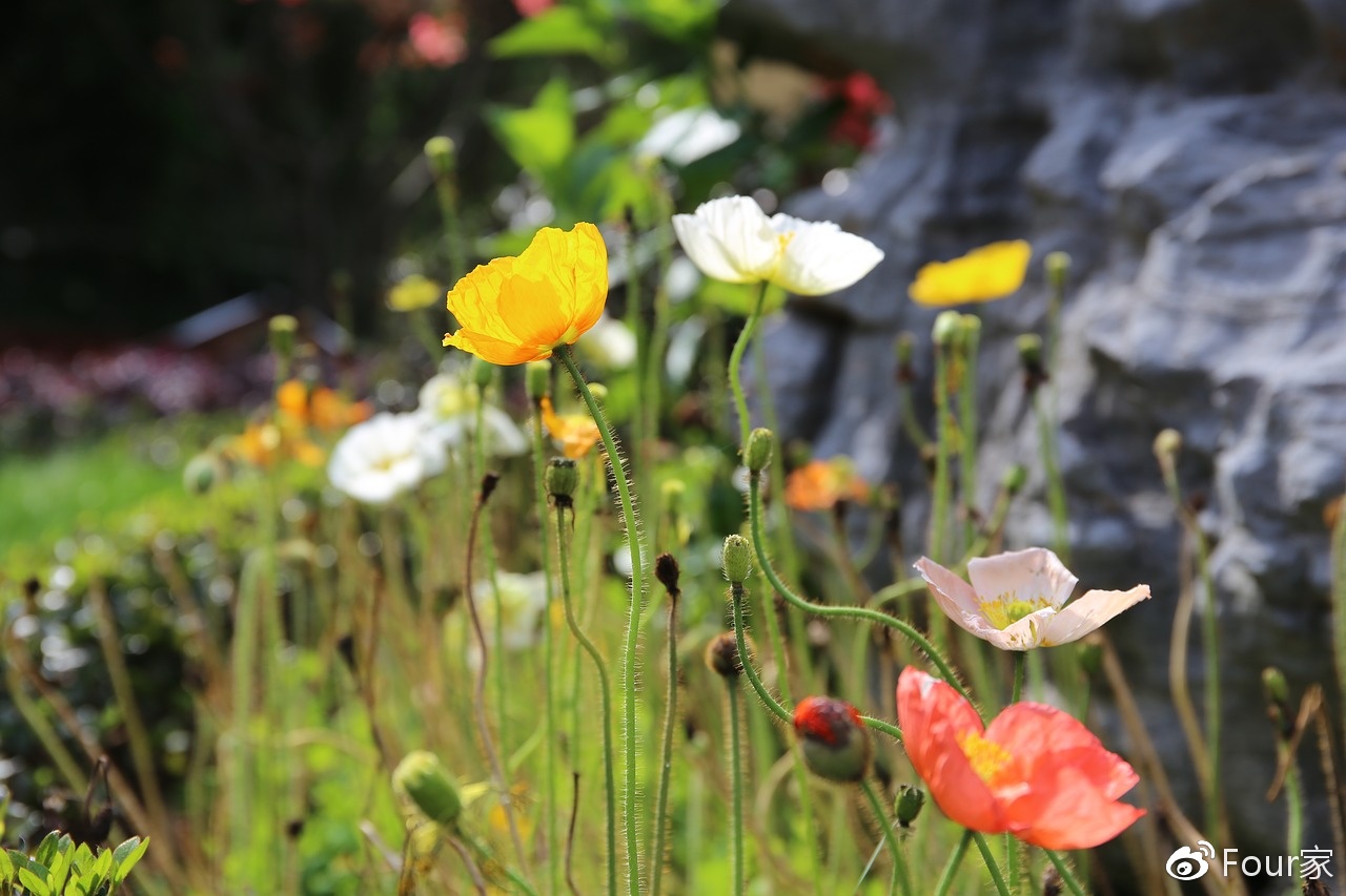 犯太岁影响哪些生肖运势,犯太岁的几个生肖运势最好