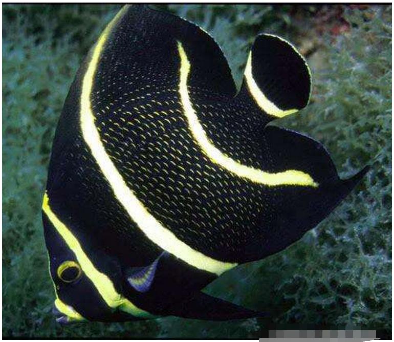 海洋中的黄金战士——澳洲法国蝶鱼（一）