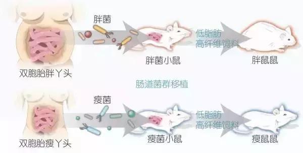 食物热量表减肥必备表,食物热量表减肥必备