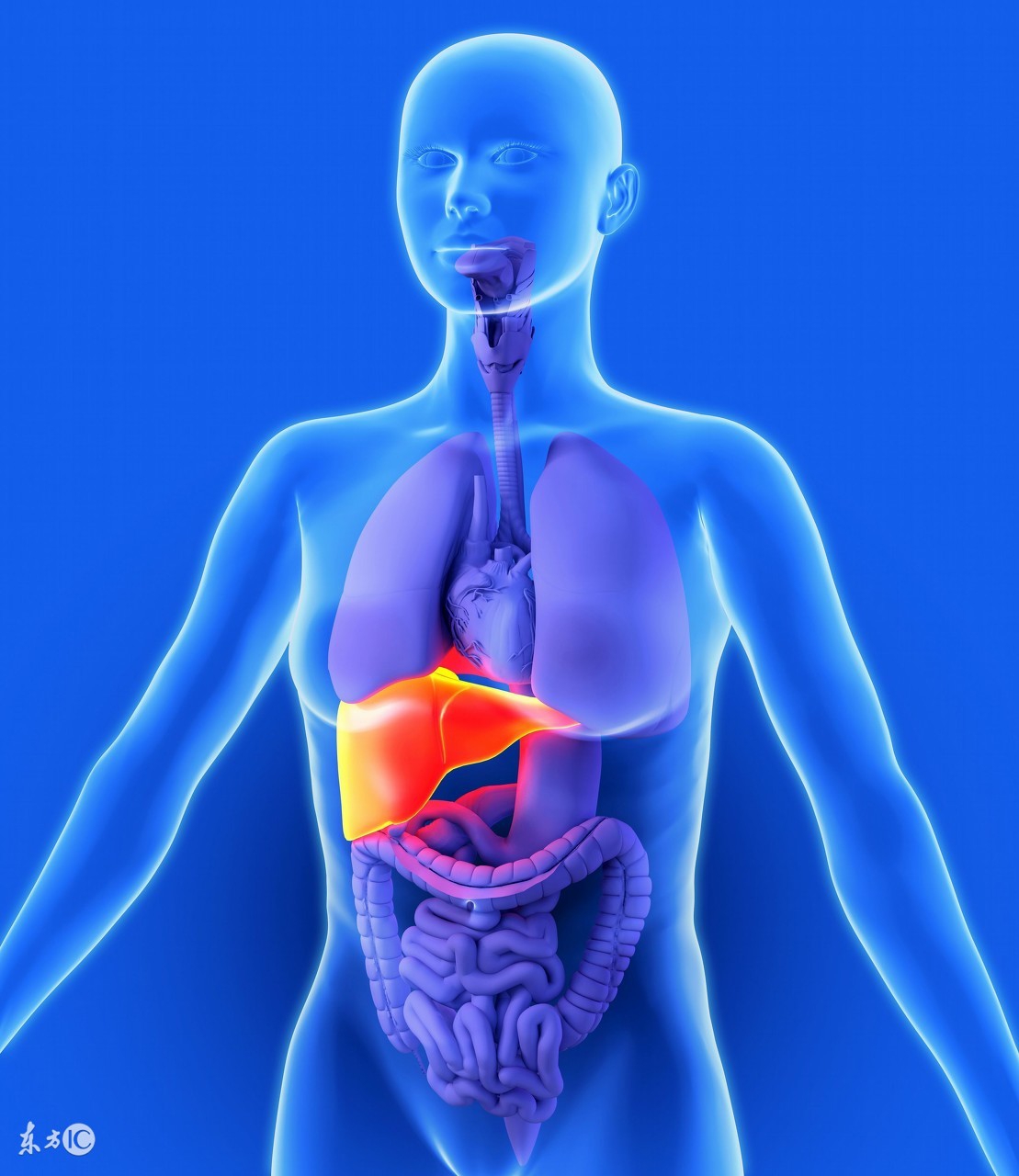 肝癌复发没救了？辩证治疗效率高