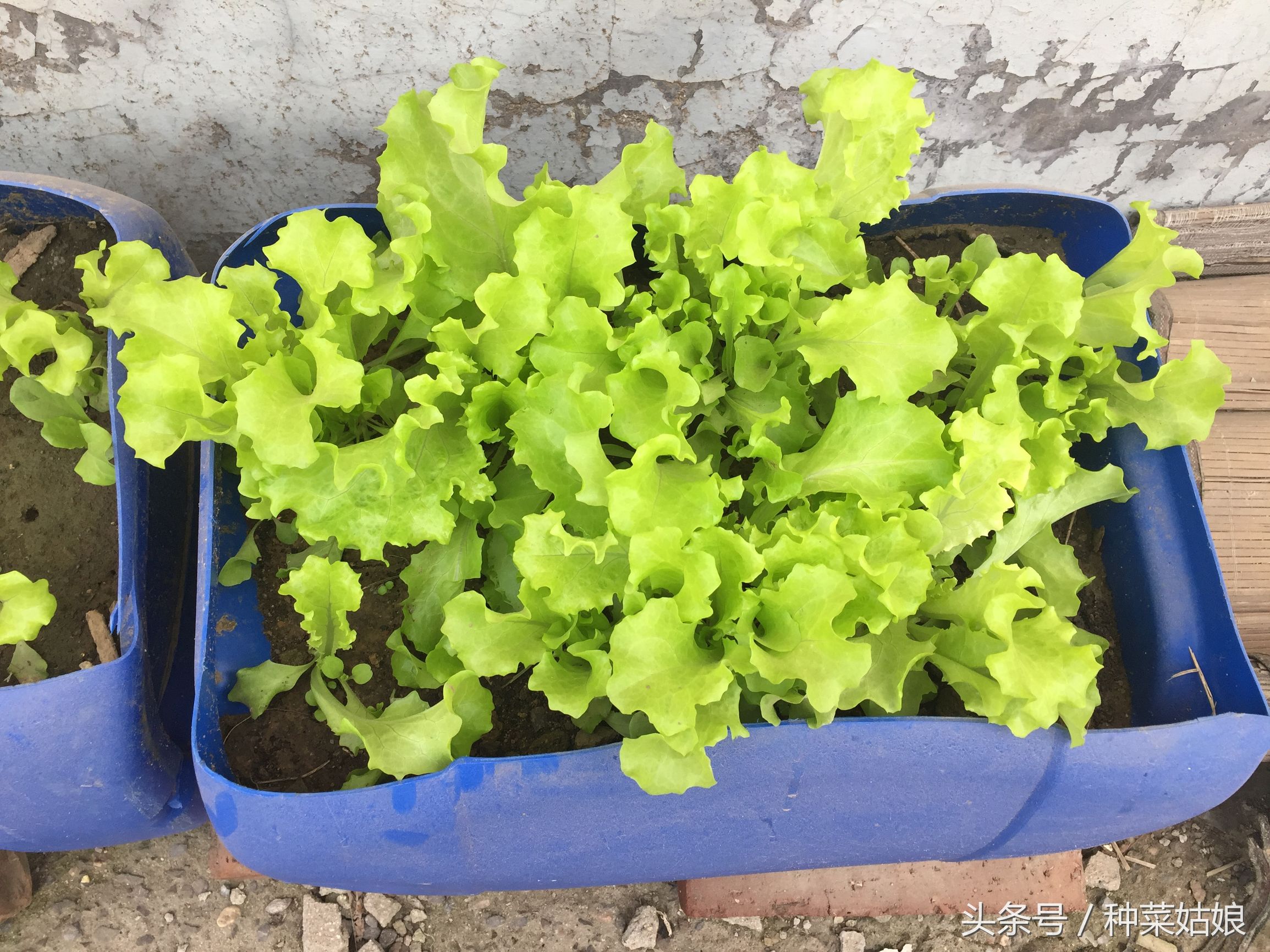 阳台生菜种植方法全过程,冬天阳台种植生菜的正确方法