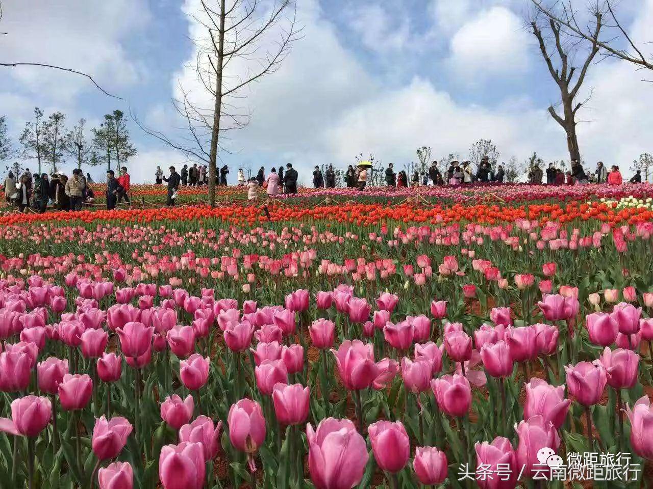春节免费开放弥勒太平湖森林公园,弥勒太平湖森林公园6月去有花吗