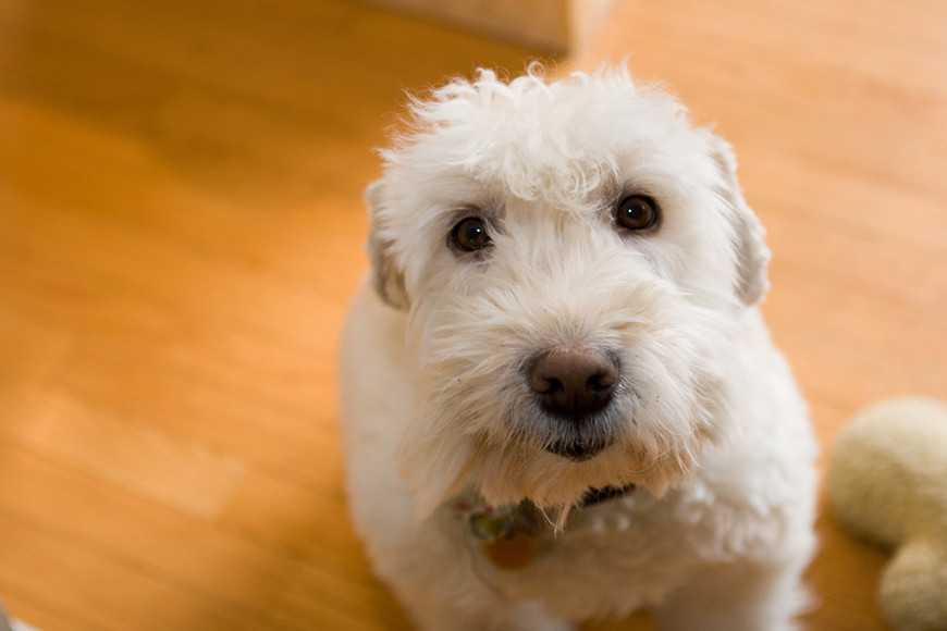 狗狗脚突然瘸了然后一直睡觉,狗狗有只脚突然走路不正常