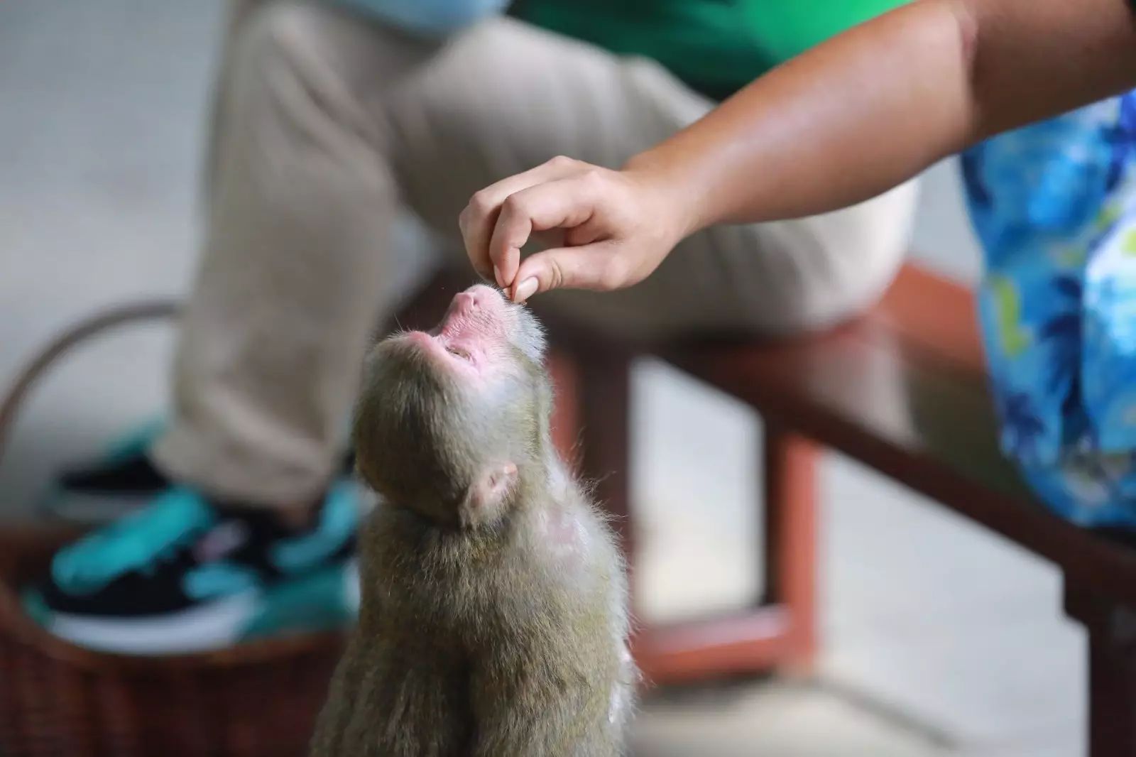 陵水分界洲岛一日游攻略,陵水椰子岛一日游攻略