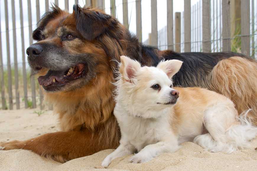 狗狗脚突然瘸了然后一直睡觉,狗狗有只脚突然走路不正常