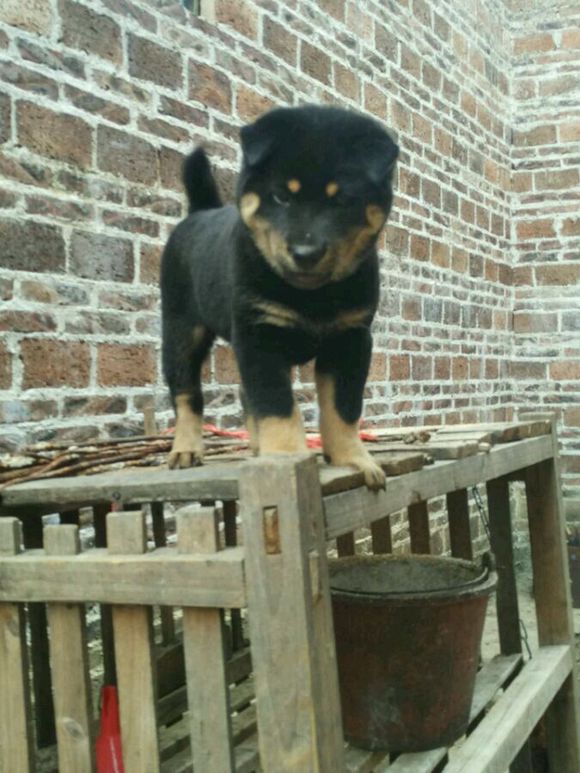 土狗，真的就比宠物狗差吗？看完这一组土狗再说