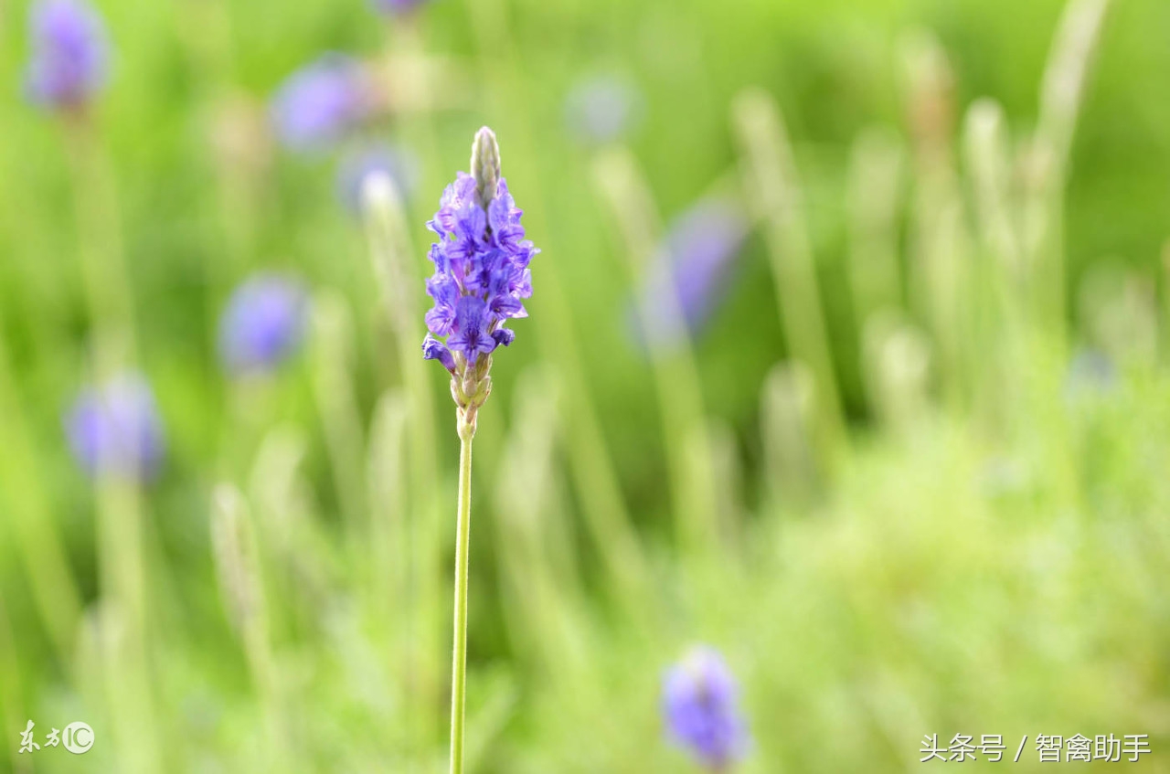 薰衣草枯死了怎么办及图片,薰衣草的病害