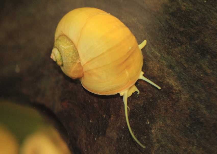 草缸螺类品种大全,草缸螺类