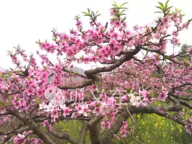 对不起，我们分手吧！因为你是巩义人……